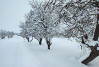 لباس زیبای برف بر تن شهرستان مهریز