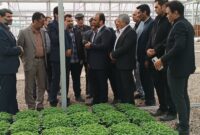 بازدید مدیرعامل شرکت شهرک‌های کشاورزی از واحد تولید نشاء در اشکذر