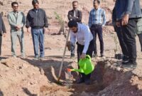 اقدام سازمان همیاری در کاشت نهال به فرهنگی برای واحدهای تولیدی استان تبدیل شود