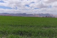 زمان کود دهی و تغذیه گندم در مزارع کشاورزی 