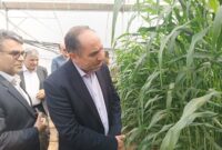 استان یزد مبتکر تولید علوفه در گلخانه