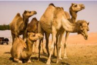 پرورش شتر از اهداف سند تحولی یزد نوین