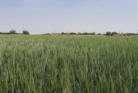باد زدگی در کمین گندم زارهای استان