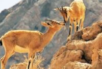 از توافق‌ تا اقدام: بازسازی تنوع زیستی
