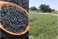 عدس سیاه محصولی اقتصادی و کم آبخواه