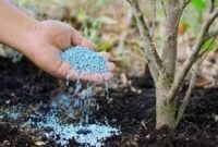 تخصیص کود یارانه ای به کشاورزان بر اساس الگوی کشت استان یزد