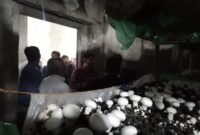 استان یزد تولید کننده ۸۰۰ تن قارچ دکمه ای در سال 