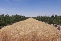 ۳۵ هزار تن گندم در استان یزد تولید می‌شود