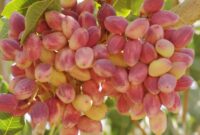 یزد در جایگاه سوم تولید پسته کشور