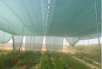 اجرای طرح سایبان برای اولین بار در استان یزد